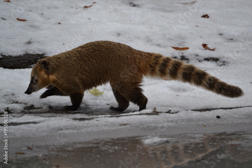 Waschbär