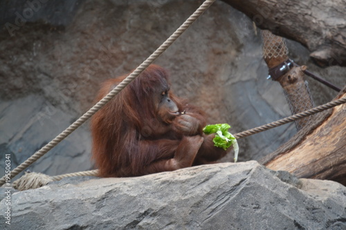 Affe Uran Utan