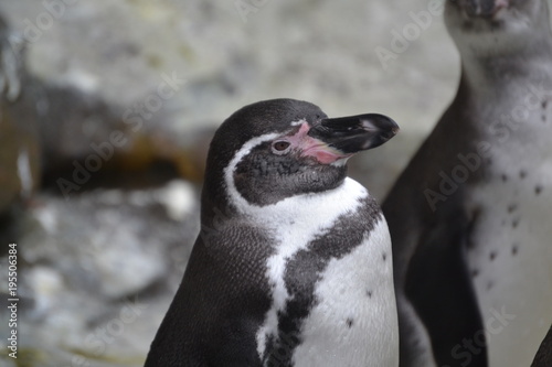 Pinguin