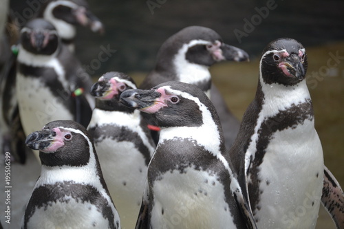 Pinguin