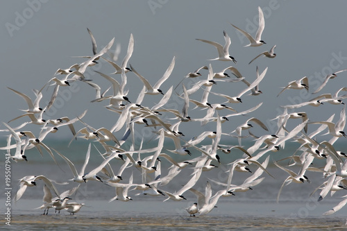 A large flock of a Sandwich tern (Thalasseus sandvicensis) in flight