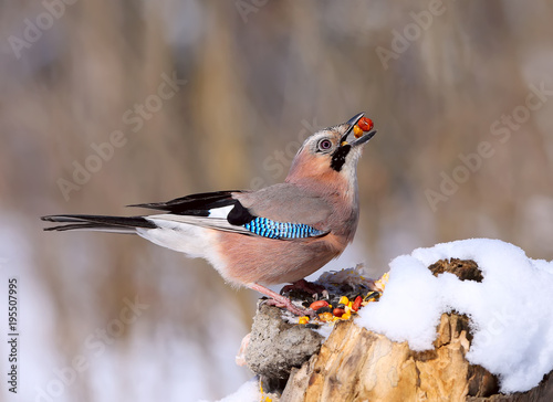 Tela Close-up portrait of a Eurasian jay with a hazelnut in its beak  sitting on a sn