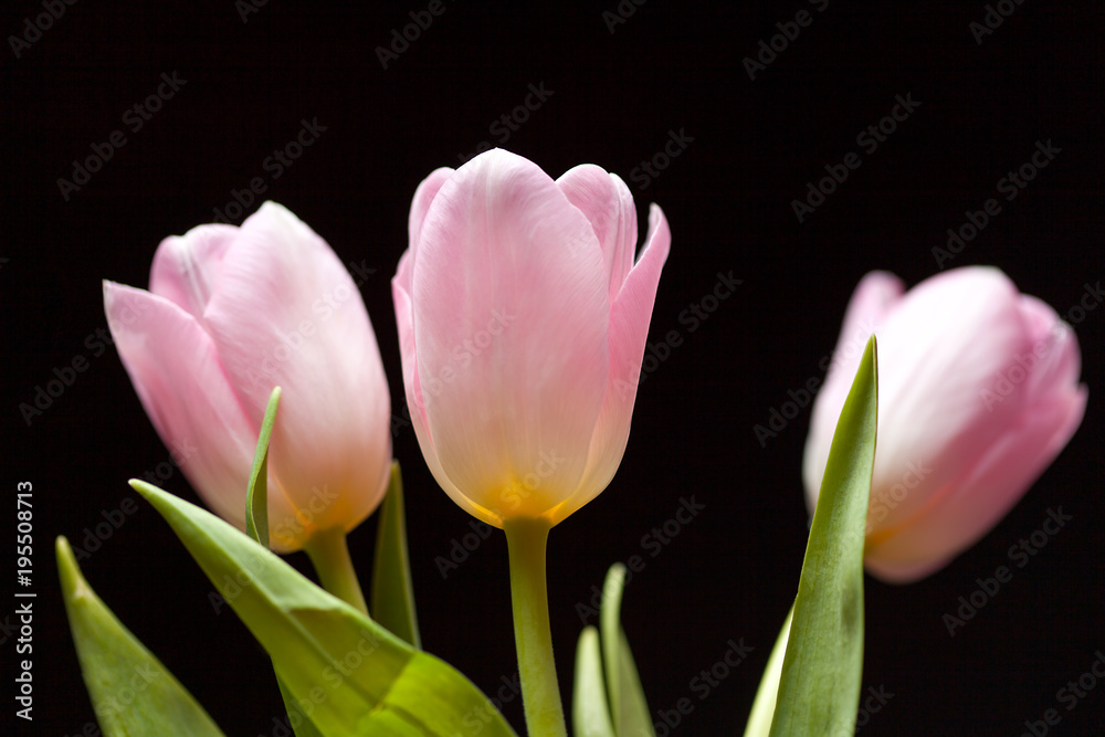 Naklejka premium pink tulips on a dark background