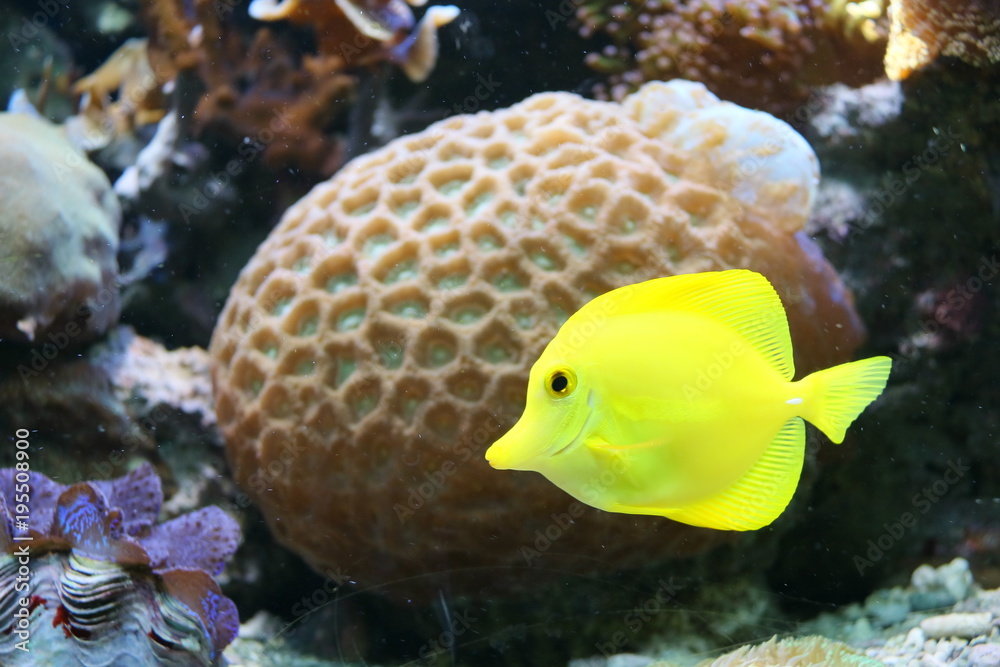 Fisch