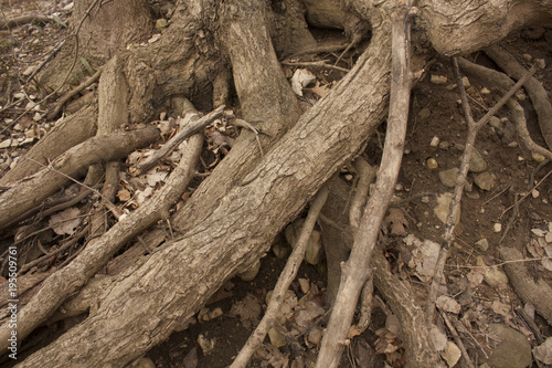 log pile