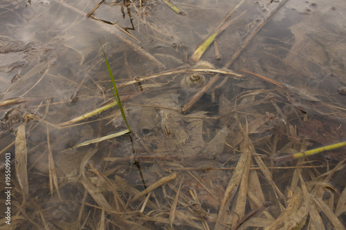 Pond water and shell