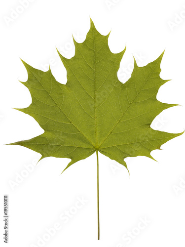 maple leaf on white background