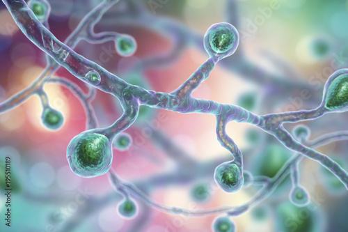 Blastomyces dermatitidis fungi, the causative agent of the disease blastomycosis affecting lungs, more rarely skin, bones, other organs, 3D illustration,
