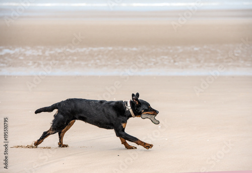 Fototapeta Naklejka Na Ścianę i Meble -  chien et son fresbee
