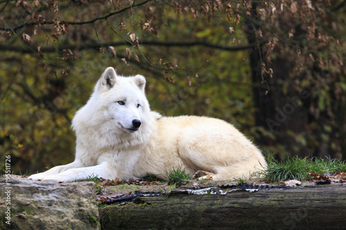 White wolf in the forest