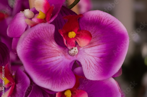 From the tropics are some beautiful  gorgeous  stunning pink and purple flowers in full bloom.