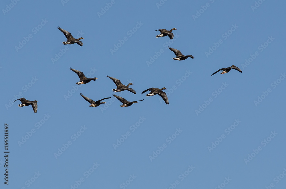 Flock of Greater White-Fronted Geese Flying in a Blue Sky