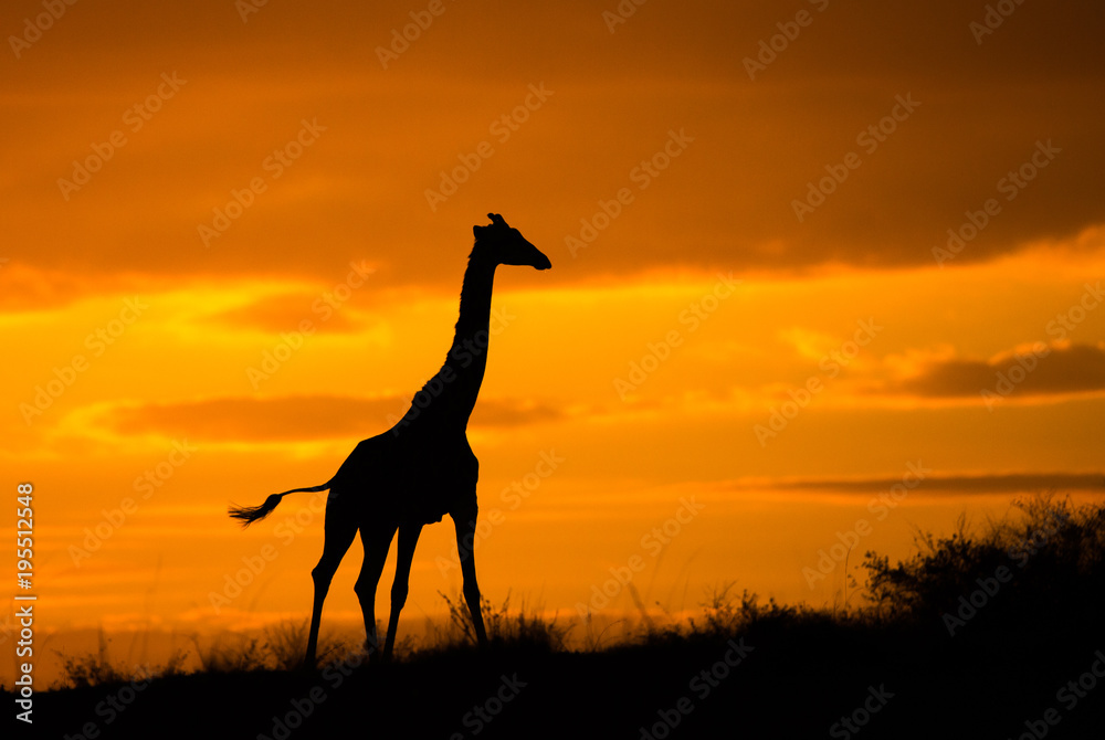Standing Tall Standing Tall