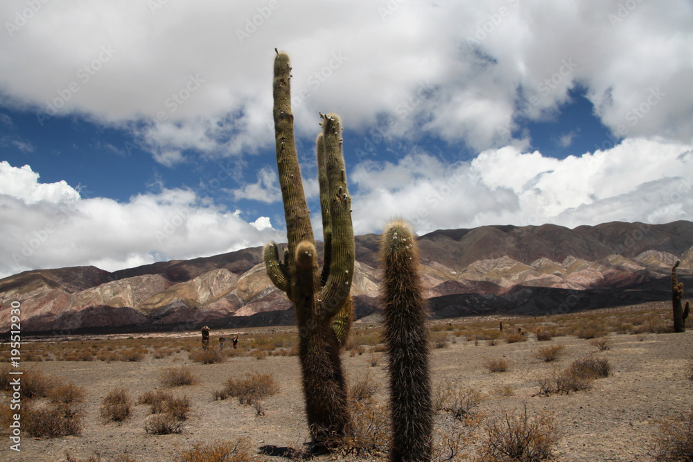 wysokie kaktusy rosnące na pustyni