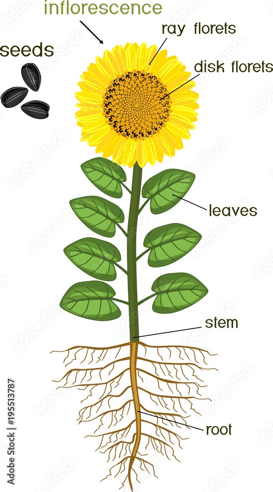 Fototapeta premium Parts of sunflower plant. Morphology of flowering plant with root system, flower, seeds and titles