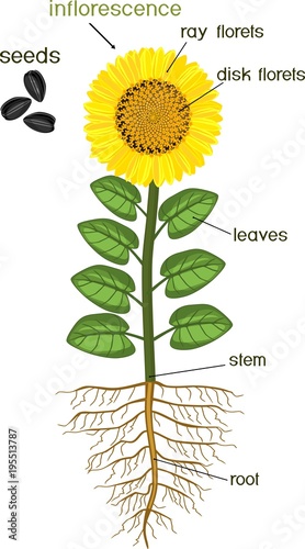 Fototapeta Naklejka Na Ścianę i Meble -  Parts of sunflower plant. Morphology of flowering plant with root system, flower, seeds and titles
