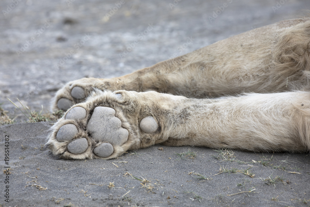 Close up of lions fore paws Close up of lions fore paws