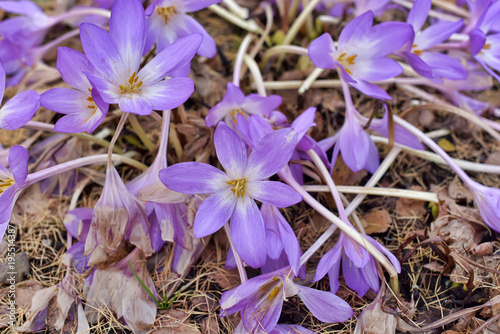 Colchicum Water Lily (Colchicum speciosum photo