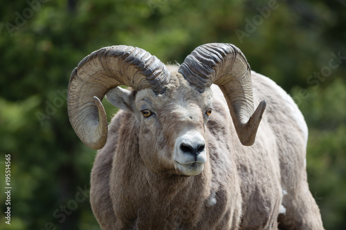 Old Rocky Mountain Sheep ram frontal closeup, with green forest background
