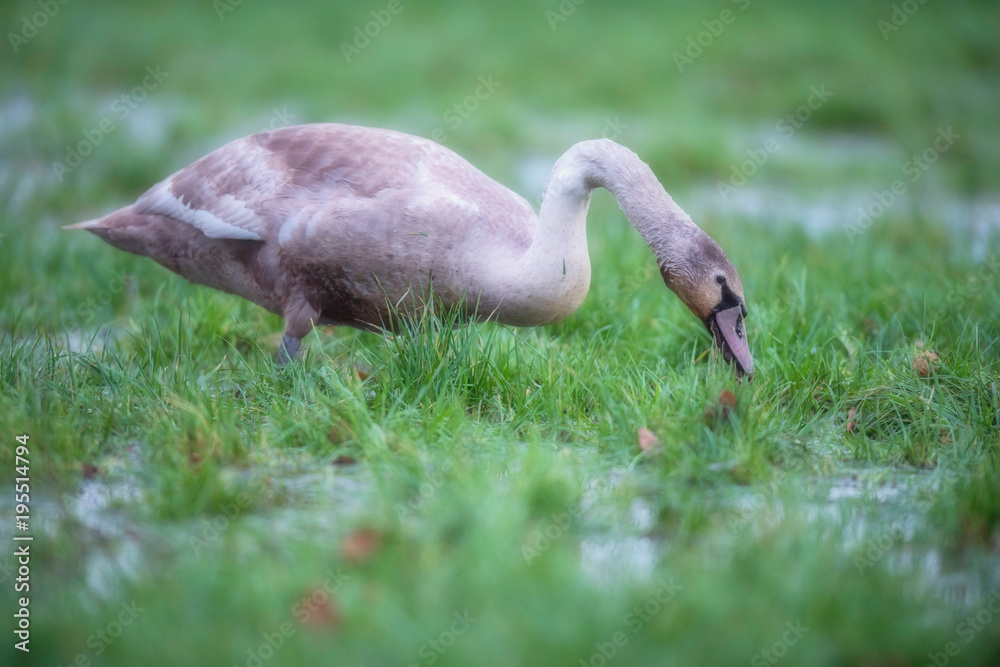 Obraz premium Young mute swan foraging in marshy field with puddles.