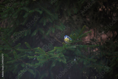 Eurasian blue tit perched on branch of fir tree.