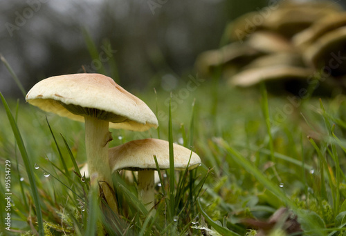 Dew mushrooms in grass