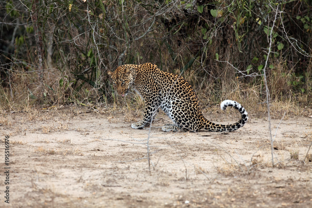 The African leopard (Panthera pardus pardus) big male in the last evening light The African leopard (Panthera pardus pardus) big male in the last evening light