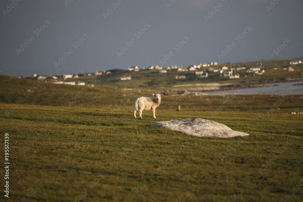 Lamb on the grass field in the Ireland Lamb on the grass field in the Ireland