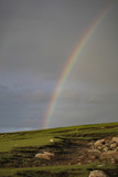 Rainbow above the meadow in the Ireland