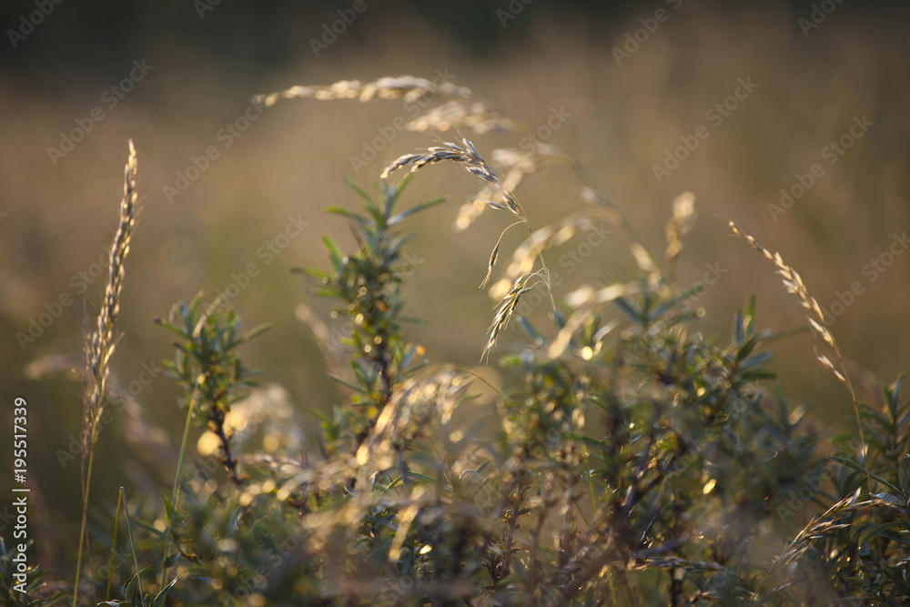 Meadow in the evening light