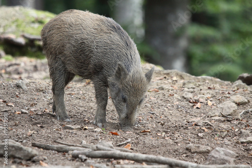 wild boar into the forest