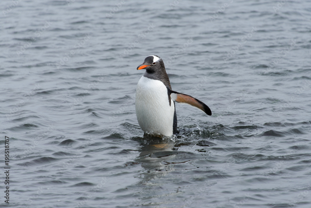 Fototapeta premium Gentoo penguin going from sea