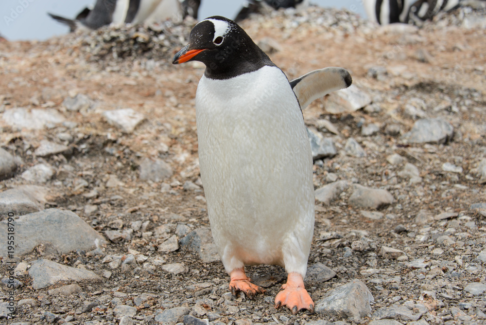 Fototapeta premium Gentoo penguin on beach