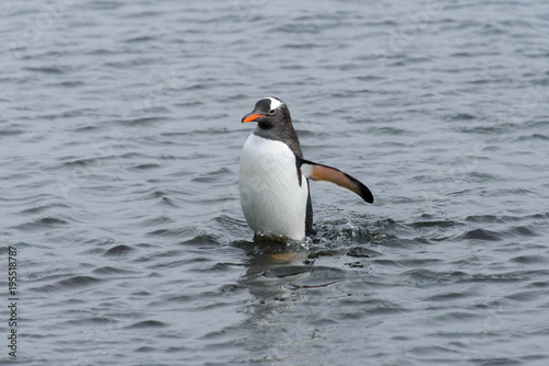 Gentoo penguin going from sea