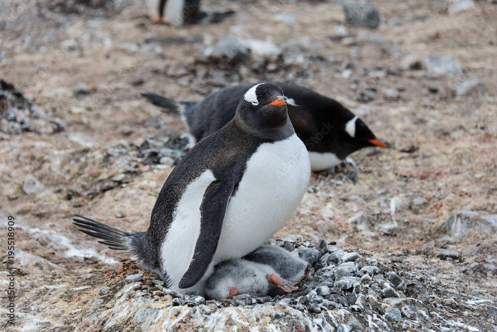 Fototapeta premium Gentoo penguin with chicks in nest