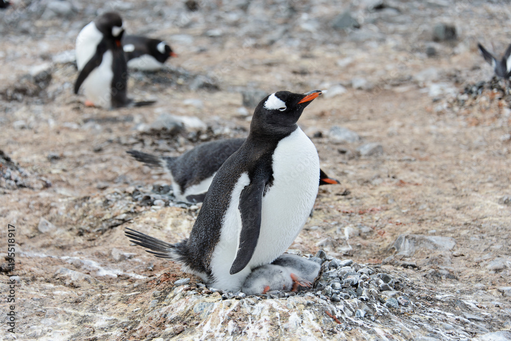 Naklejka premium Gentoo penguin with chicks in nest