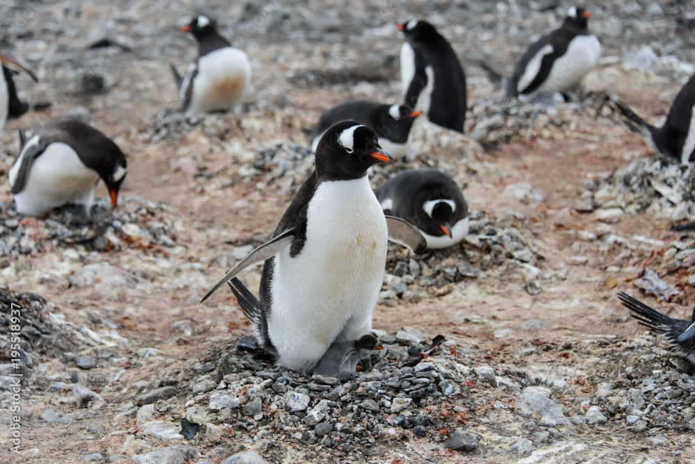 Fototapeta premium Gentoo penguin with chicks in nest