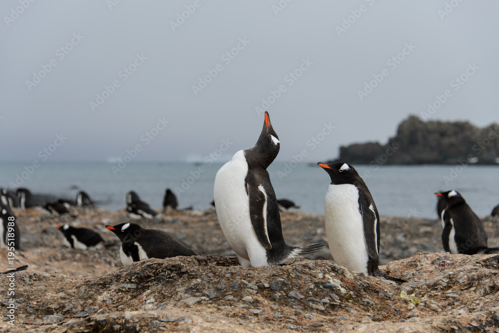 Obraz premium Gentoo penguin's colony