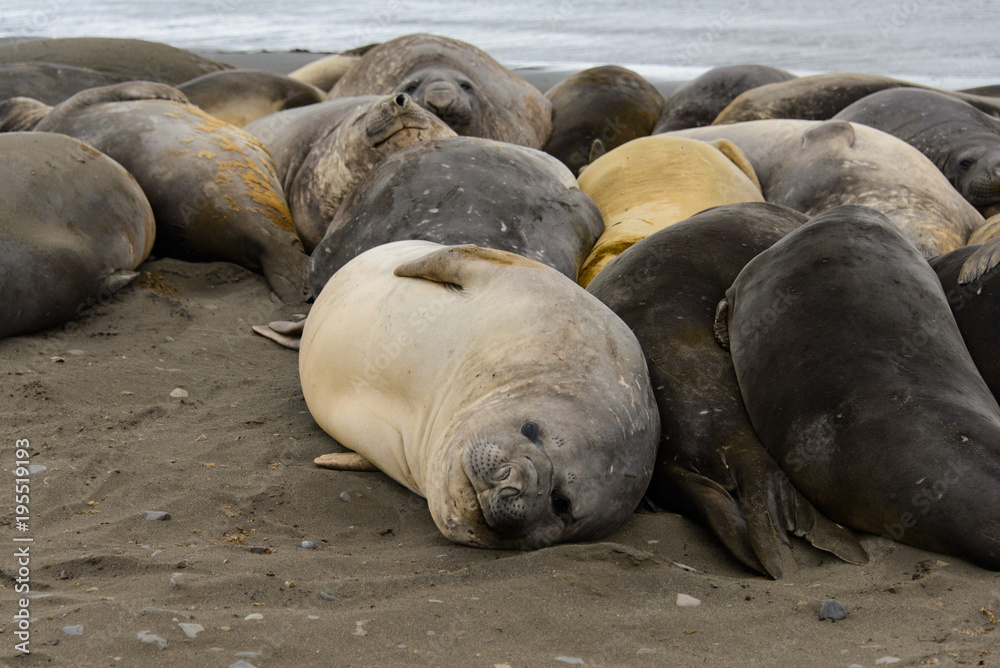 Fototapeta premium Elephant seals on beach