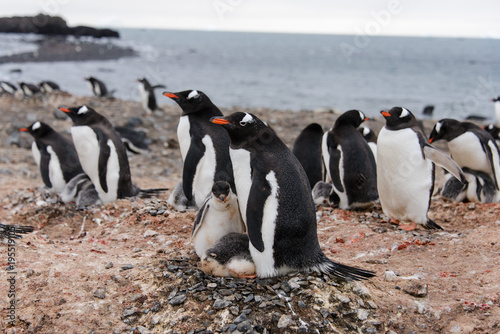 Gentoo penguin s chicks poops in nest