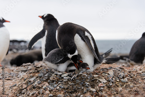 Gentoo penguin s chicks poops in nest