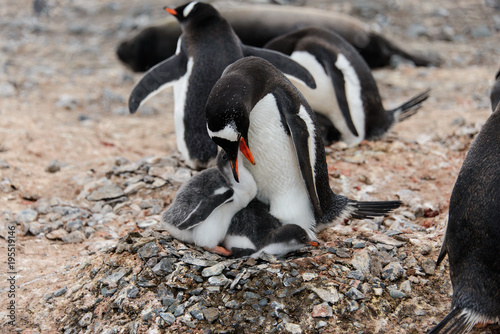 Gentoo penguin feeds chick in nest