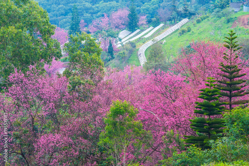 Wild Himalayan Cherry in Khun Wang royal project photo