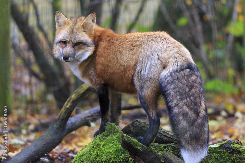 Obraz premium Fox in forest