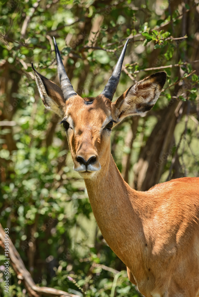 Impala - Aepyceros melampus, small fast antelope from African savanna, Tsavo National Park and Taita hills reserve, Kenya. Impala - Aepyceros melampus, small fast antelope from African savanna, Tsavo National Park and Taita hills reserve, Kenya.