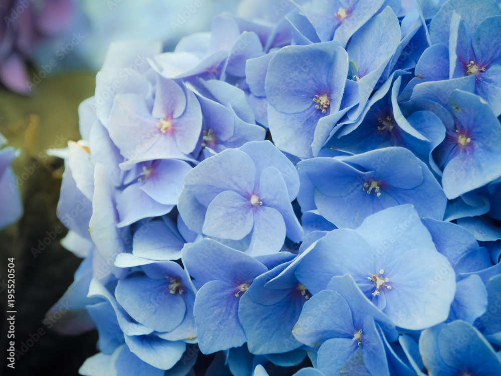 Blue Hydrangea flowers blooming in the garden. Blue Hydrangea flowers blooming in the garden.