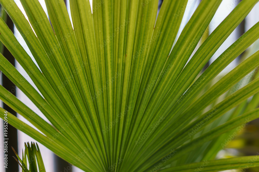 Obraz premium nice green palm front