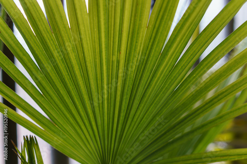 nice green palm front