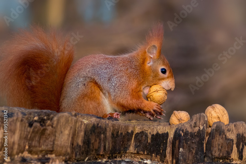 Photos European red squirrel with a big walnut in its mouth
