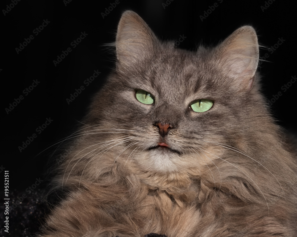 Face of a grey longhaired cat with tip of the tongue peeping out